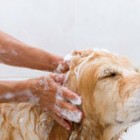 Мытье собак